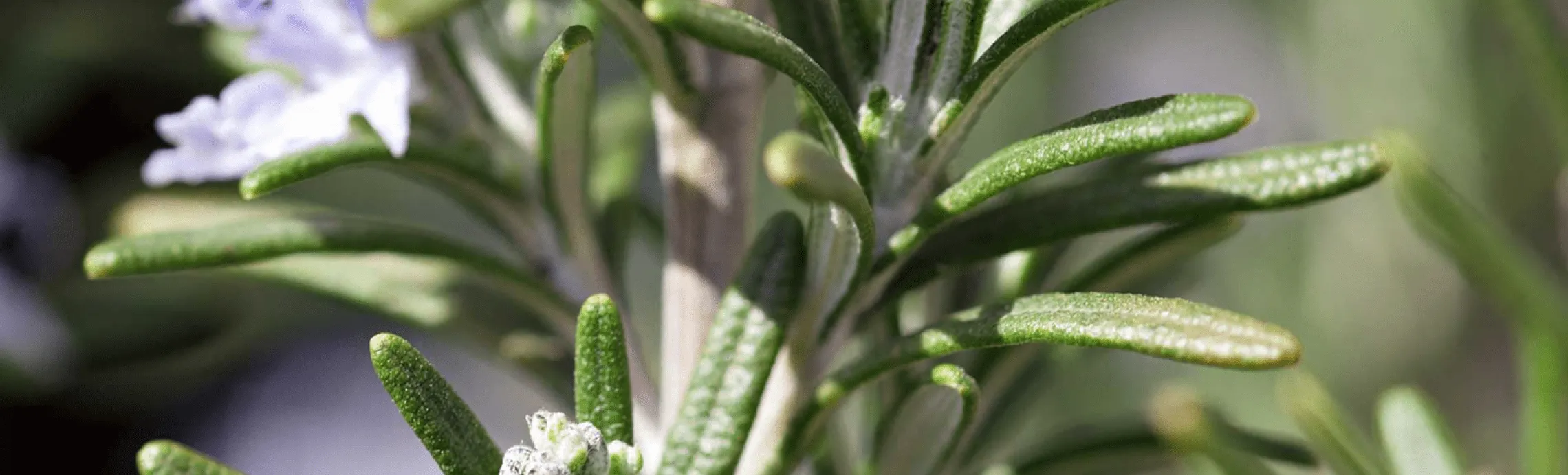 Rosemary